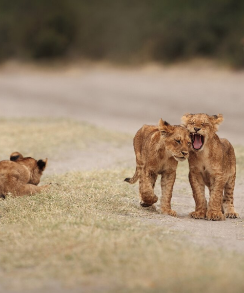 15b6d9a5dbc5508e769fbd53096c3ad36189e46f