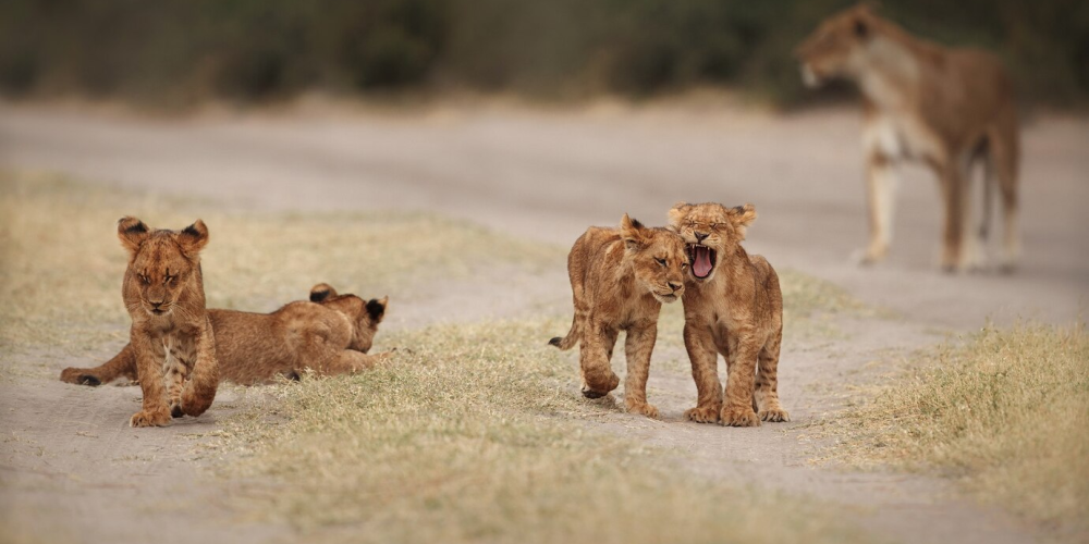 15b6d9a5dbc5508e769fbd53096c3ad36189e46f