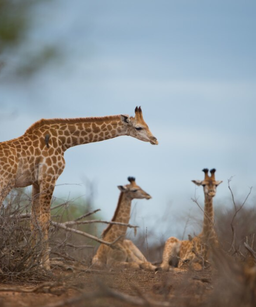 3999bcae98c2fd58cf07ee2cf36f97ecf1394d8c