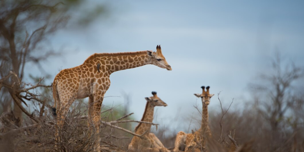 3999bcae98c2fd58cf07ee2cf36f97ecf1394d8c