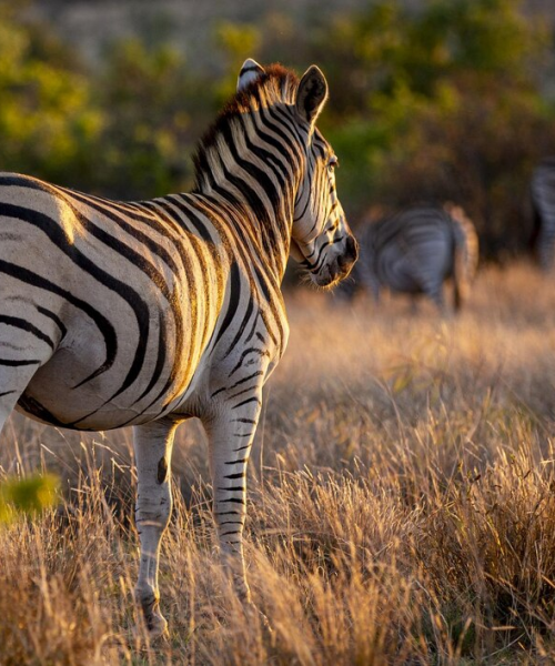 71576dffe1a23411a4148c45eb51ebba6fb4774b