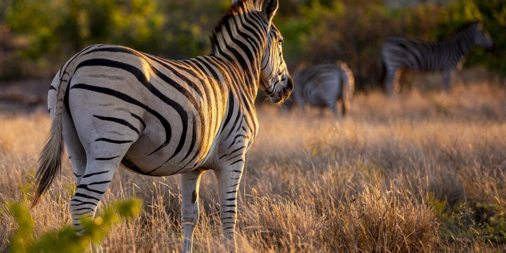 71576dffe1a23411a4148c45eb51ebba6fb4774b