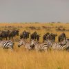 serengeti national park main page background photo keep this and remove the current cheetah